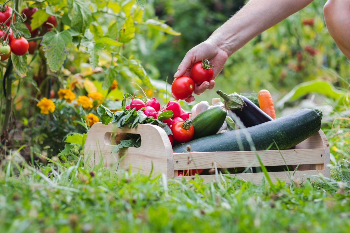 A person picks a tomato from a garden, with a wooden crate filled with various vegetables, including zucchini, eggplant, carrots, and radishes, placed on the grass—perfect for farm to table catering.