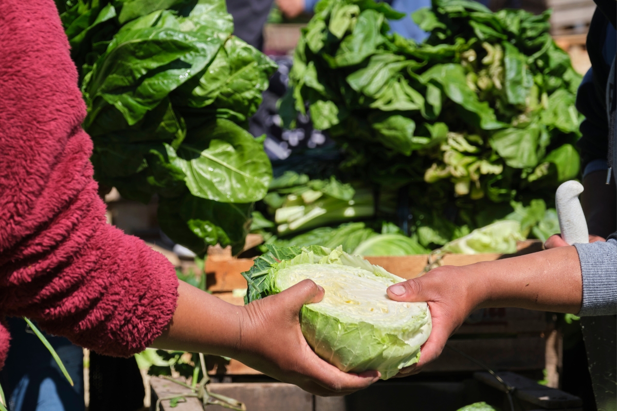 Two individuals handling a halved cabbage amidst a backdrop of various leafy greens at an outdoor market, showcasing fresh ingredients perfect for farm to table catering.